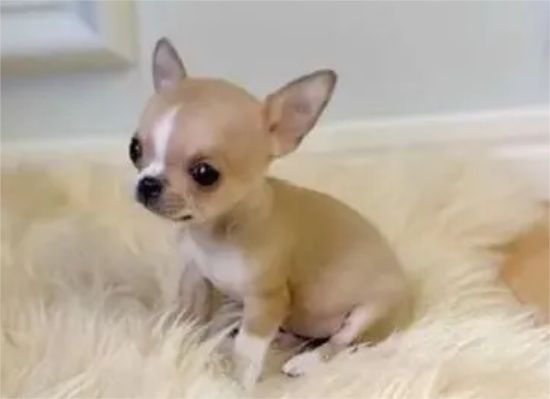 养宠小知识：吉娃娃吃什么好