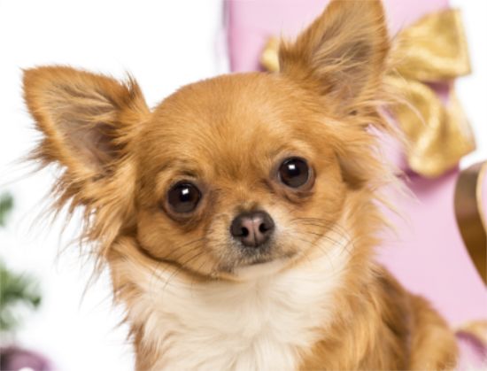 养宠小知识：吉娃娃吃什么好