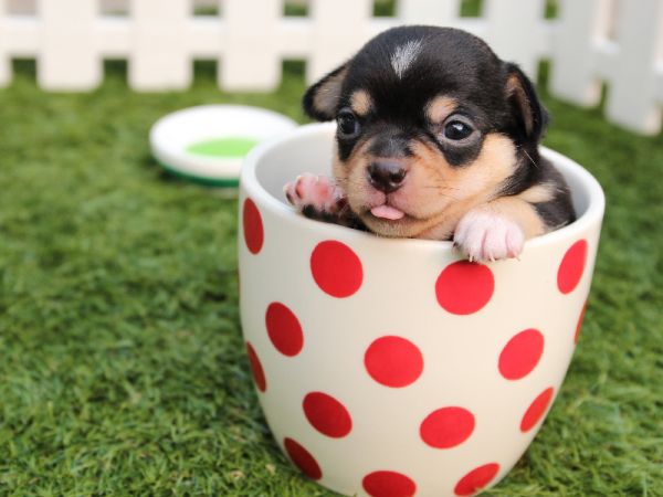 宠物管理平台：创新解决方案，宠物生活的智能助手