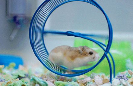 仓鼠为啥晚上关了灯才玩跑轮