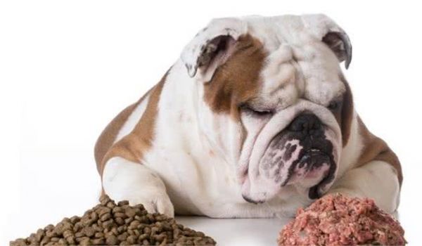 如何选择合适的犬粮