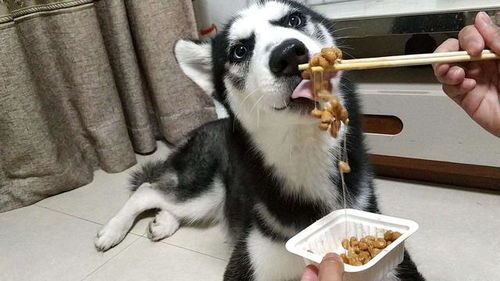 如何挑选哈士奇狗粮