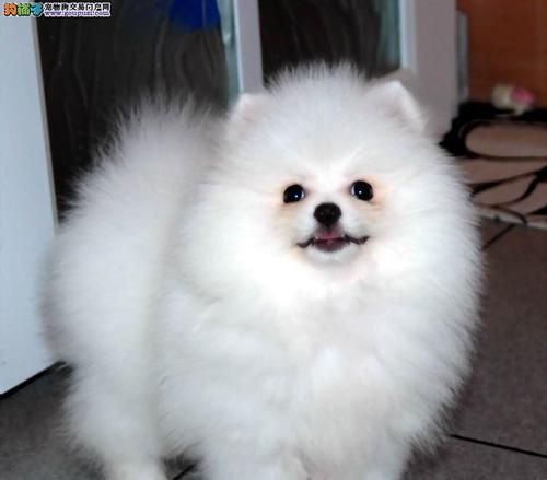 选购适合博美犬的狗粮，让它健康成长（从营养需求、口感偏好、品牌选择等方面考虑）