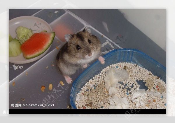 可爱的小鼠图片