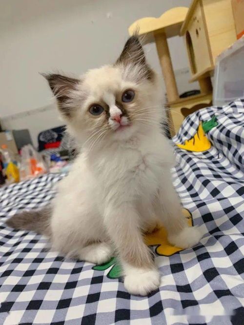 布偶猫日常萌态展示