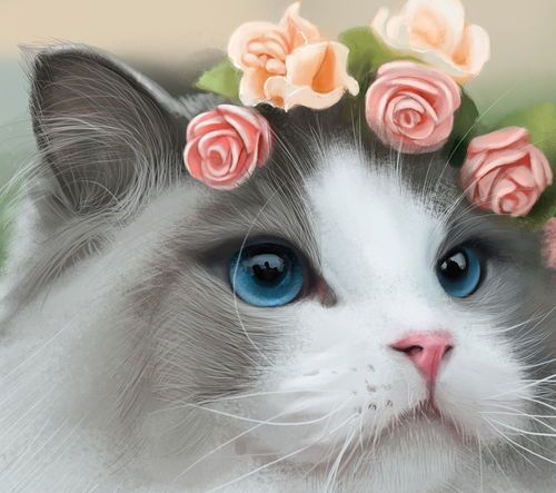 布偶猫日常萌态展示