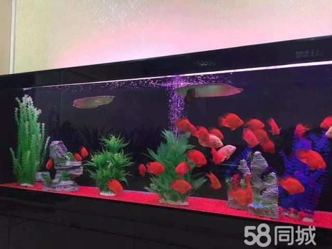 郑州回头客鱼缸售后·全市上门鱼缸维修 鱼缸清洗消毒鱼缸造景 定做海鲜池 搬运鱼缸 卖观赏鱼