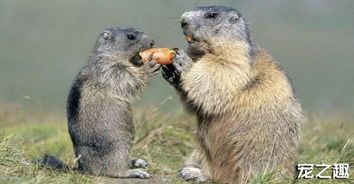 土拨鼠养护秘籍：科学喂养，快乐相伴！