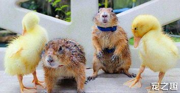 土拨鼠养护秘籍：科学喂养，快乐相伴！