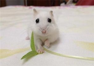 【宠物店】寄养仓鼠多少钱国内寄养宠物的费用一览