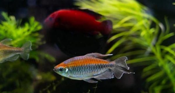 以家养的鱼的种类及养殖要点（了解常见的家养鱼种，打造精致水族世界）