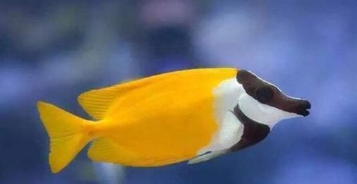 以家养的鱼的种类及养殖要点（了解常见的家养鱼种，打造精致水族世界）