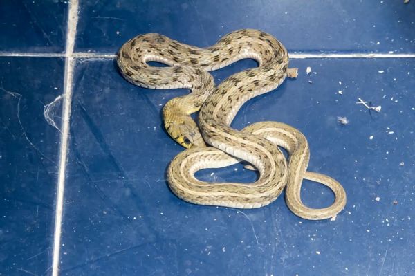 草腹链蛇身份信息