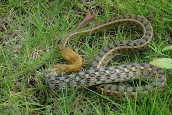 草腹链蛇身份信息