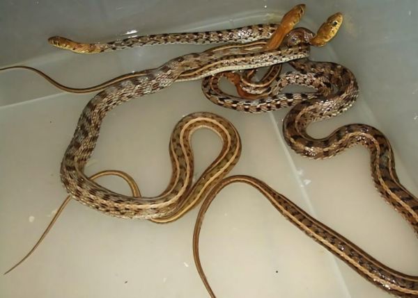 草腹链蛇身份信息