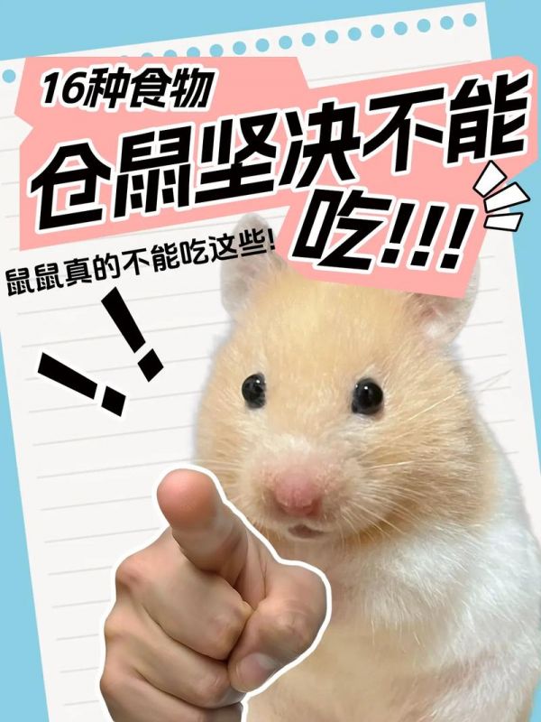 仓鼠会把自己吃撑死吗，仓鼠吃多易生病，定时定量喂食是关键