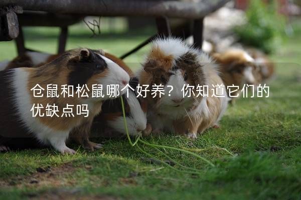 仓鼠和松鼠哪个好养？你知道它们的优缺点吗