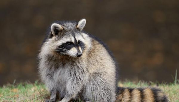 东部棉尾兔的饲养指南（以宠物为主，让你的棉尾兔健康成长）