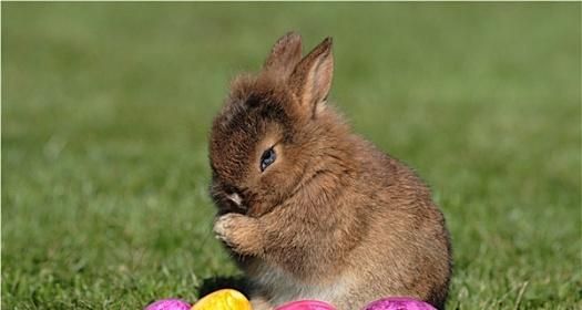 东部棉尾兔的饲养指南（以宠物为主，让你的棉尾兔健康成长）