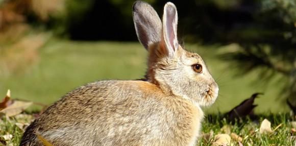 东部棉尾兔的饲养指南（以宠物为主，让你的棉尾兔健康成长）