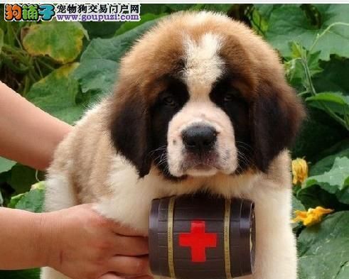 如何挑选圣伯纳小狗作为宠物？（关键因素、注意事项和训练技巧）