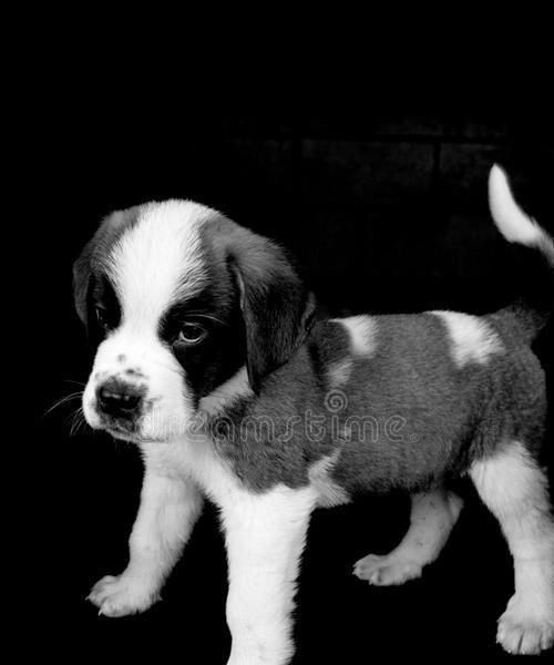 如何挑选圣伯纳小狗作为宠物？（关键因素、注意事项和训练技巧）