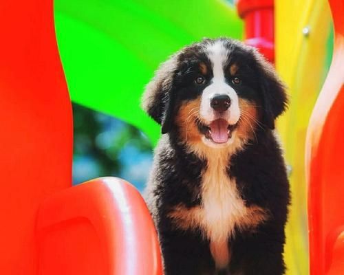 如何挑选圣伯纳小狗作为宠物？（关键因素、注意事项和训练技巧）