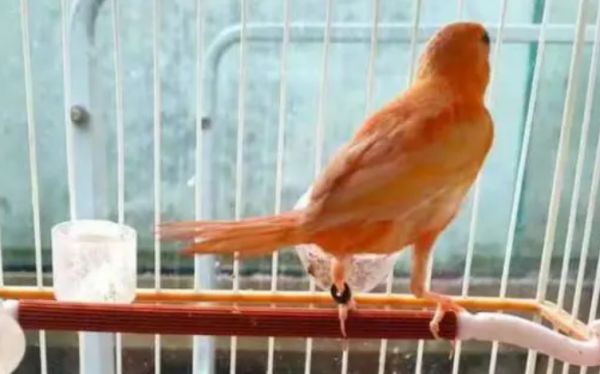 玉鸟养殖方法，本文告诉你