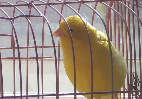 玉鸟养殖方法，本文告诉你