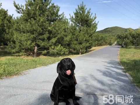 北京宠物用品/食品·宠物寄养 洗澡 美容 免费领养