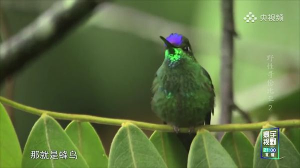 Thumbplayer Poster Plugin Image