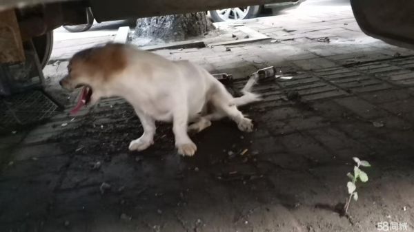 1年的狗狗免费赠送