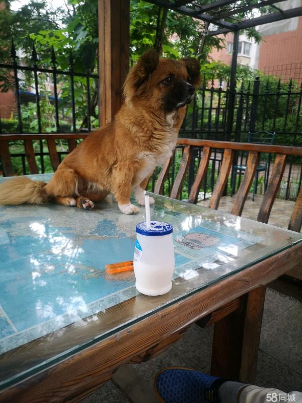 懂事狗狗免费领养