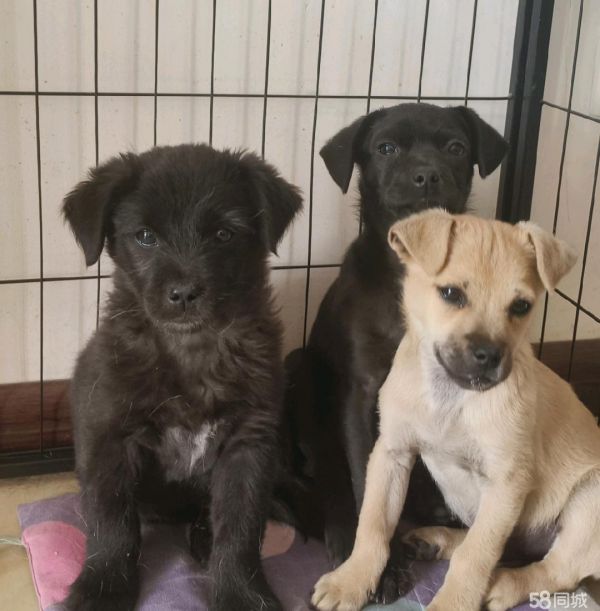 领养宠物，狗狗免费领养