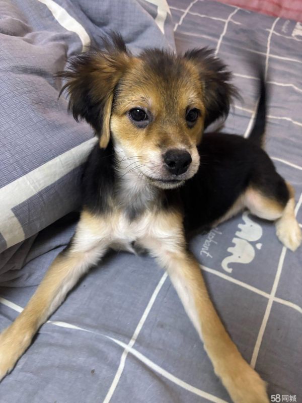 3个月大小土狗免费领养啦