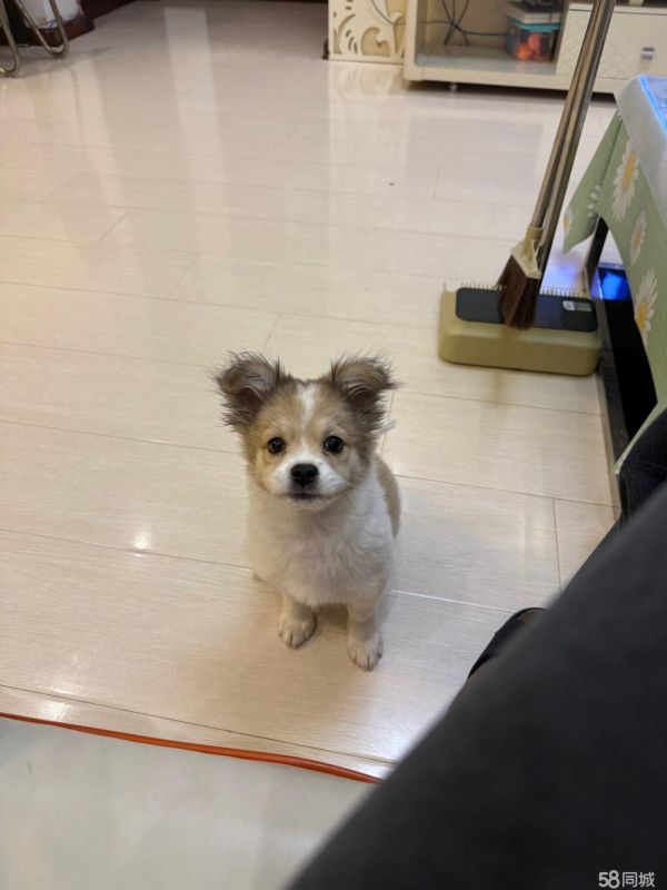 沈阳免费领养健康小狗旺仔