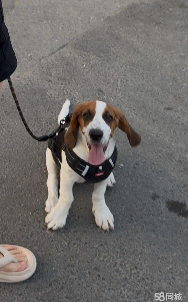 比格宝宝（4个月大的妹妹）