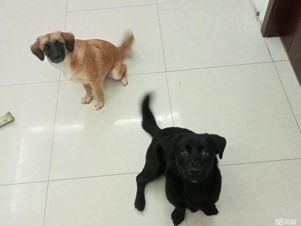 两只可爱狗狗急送，有喜欢狗狗的亲尽快联系