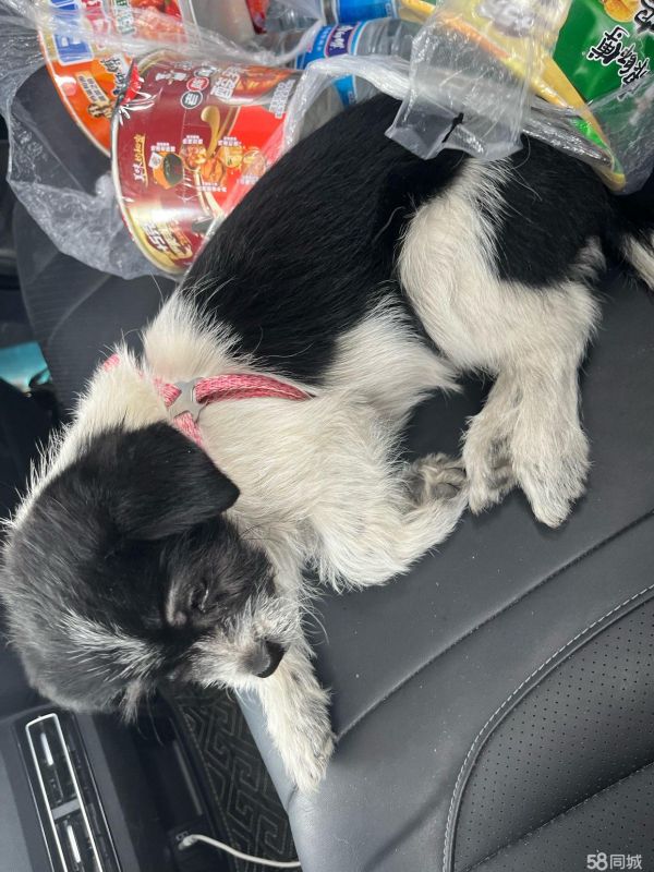 免费领养小狗 家里有事养不了了 求好心人带走 要保证对狗狗好