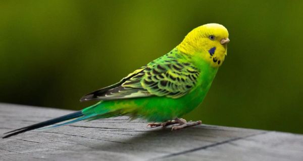 虎皮鹦鹉感冒护理指南：科学应对与预防要点