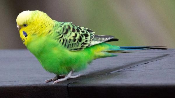 虎皮鹦鹉感冒护理指南：科学应对与预防要点