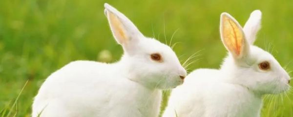 兔子的饲料配方，不同成长阶段的配方不同