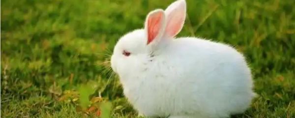 兔子有什么生理特点，耳朵能自由转动、眼睛能看到身后的事物