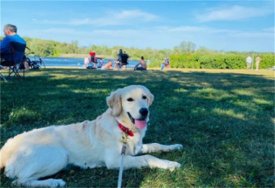 如何训练金毛幼犬握手的方法