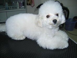 阳光助力宠物健康活力