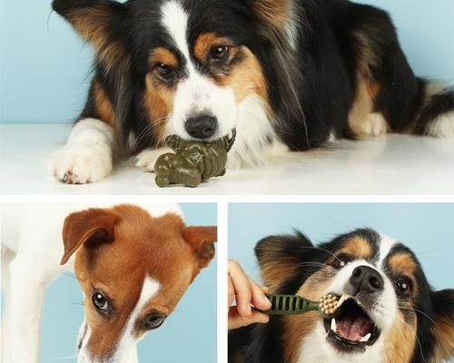 如何制作适合宠物狗食用的骨头（让你的狗狗吃得健康又开心）