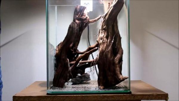 鱼缸造景步骤讲解，很适合新手学习，草缸原来很简单