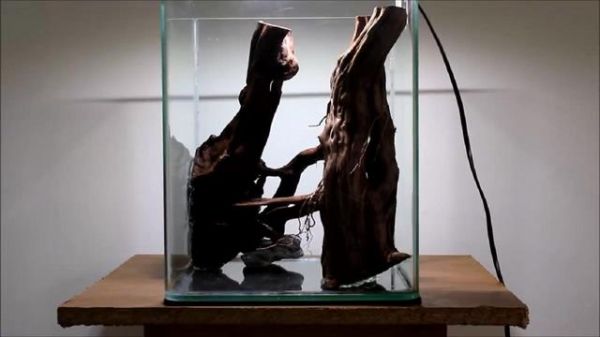 鱼缸造景步骤讲解，很适合新手学习，草缸原来很简单