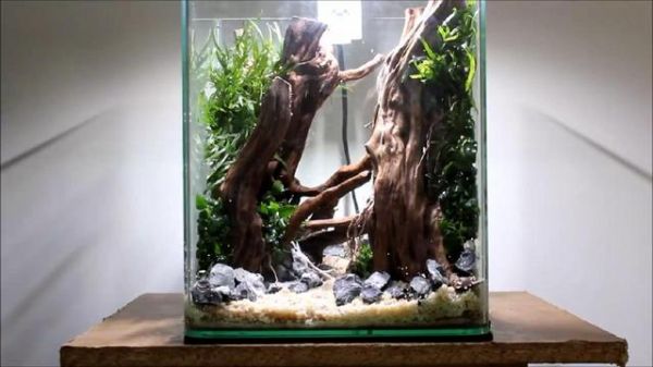 鱼缸造景步骤讲解，很适合新手学习，草缸原来很简单