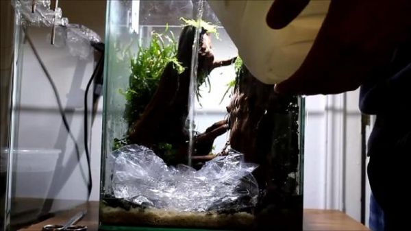 鱼缸造景步骤讲解，很适合新手学习，草缸原来很简单